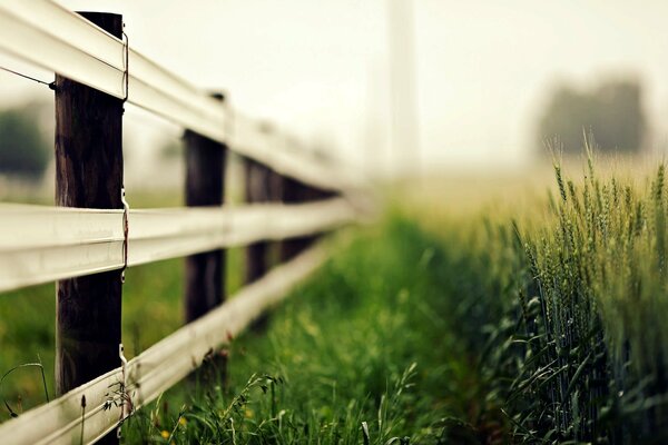 Garden fence near wheat sprouts