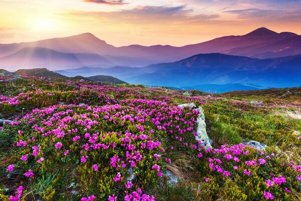 Campo de flores en el fondo del paisaje de montaña