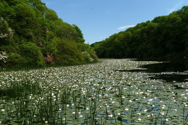 White water lilies in a forest lake