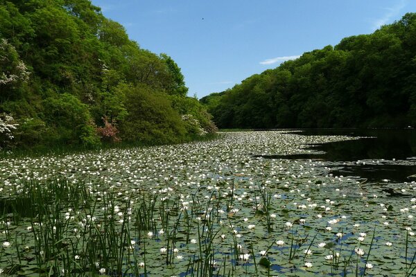 Nenúfares blancos en el lago del bosque