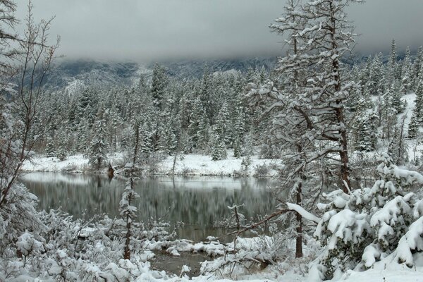 Winter frozen forest is reflected in the surface of the water