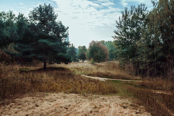 Üppige Kiefer an einer sandigen Straße im Wald