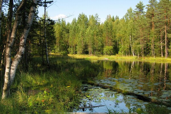 Birch forest by the river in summer