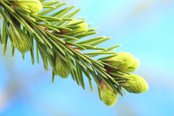 A sprig of spruce with cones