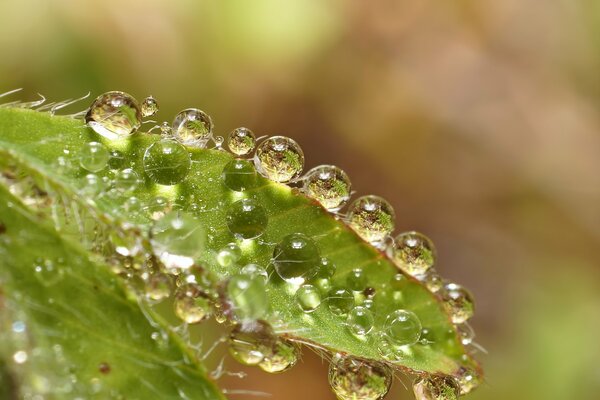 Hoja verde en gotas de rocío