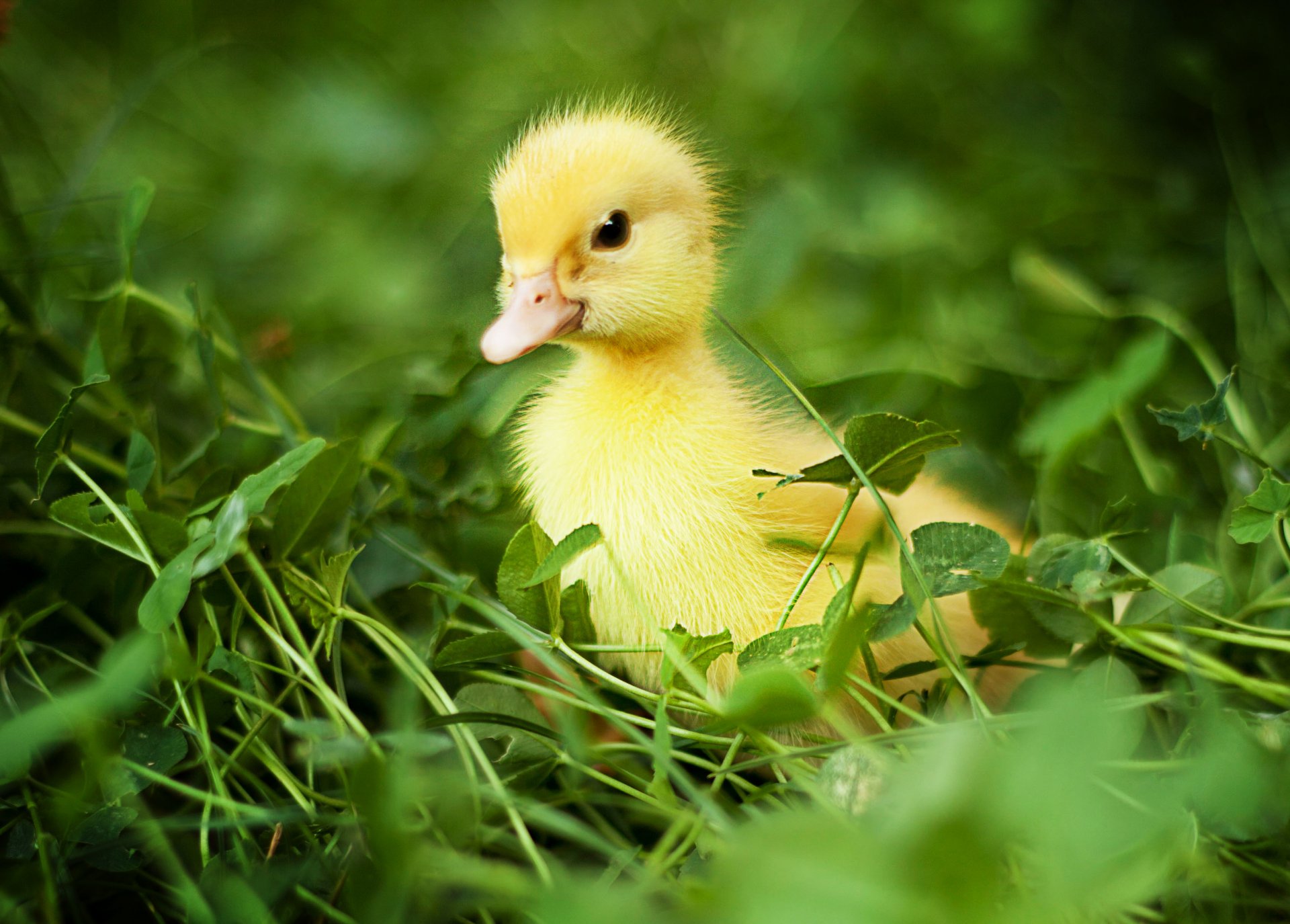 anna levankova nature oiseaux canards poussins poussin poussin herbe verdure