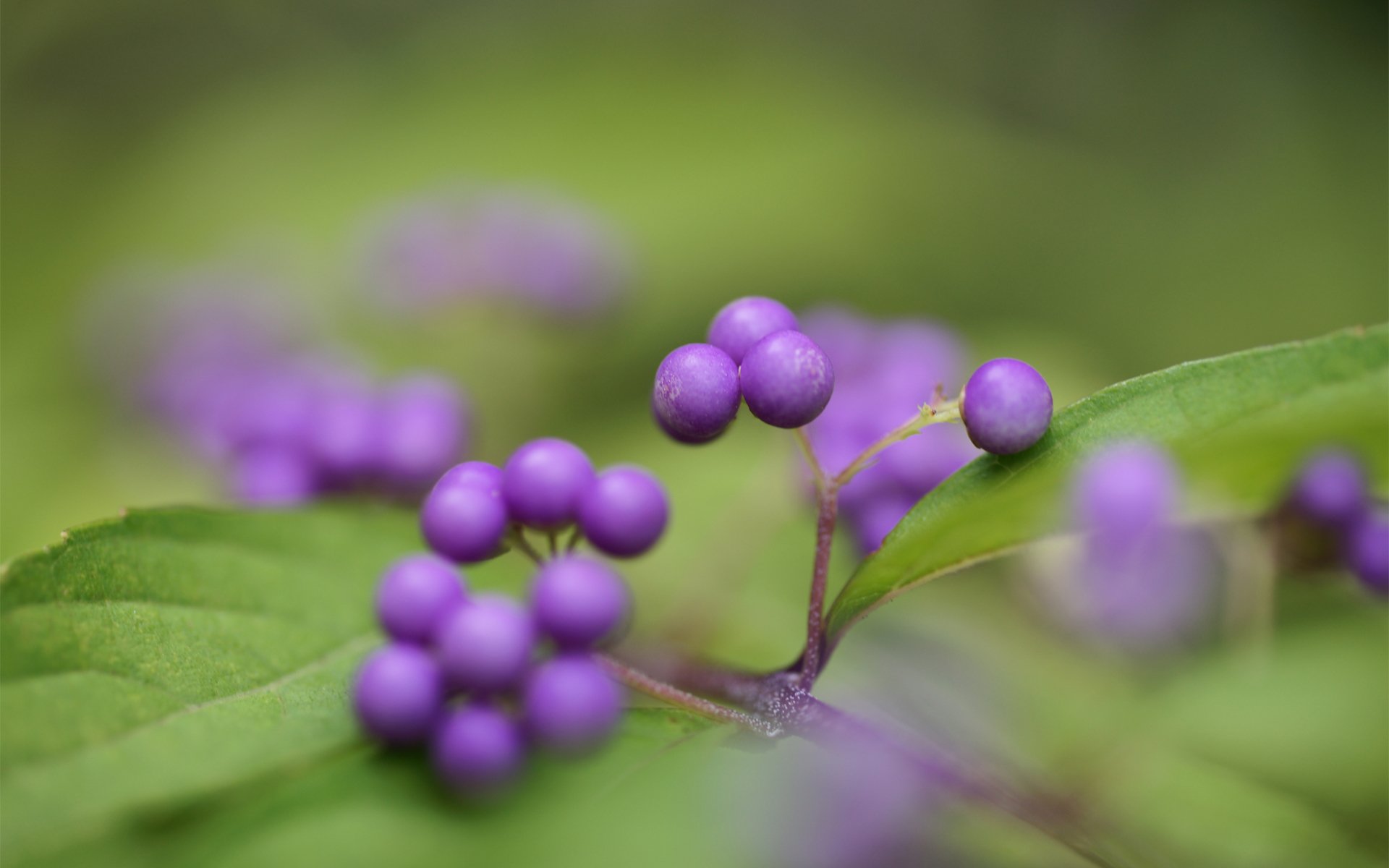 bush berries purple callicarpa kallikarpa leaves green focu