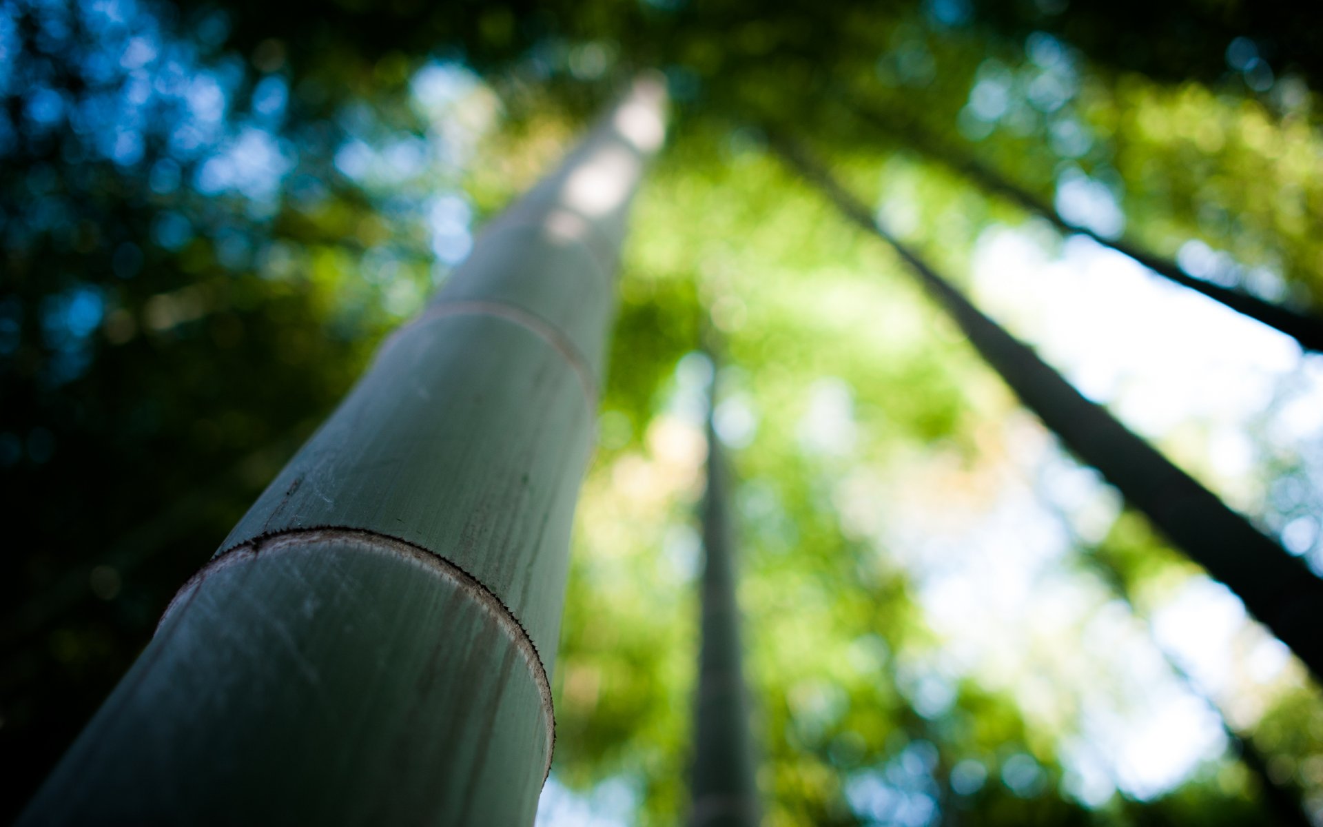 bamboo nature trunk tree focu