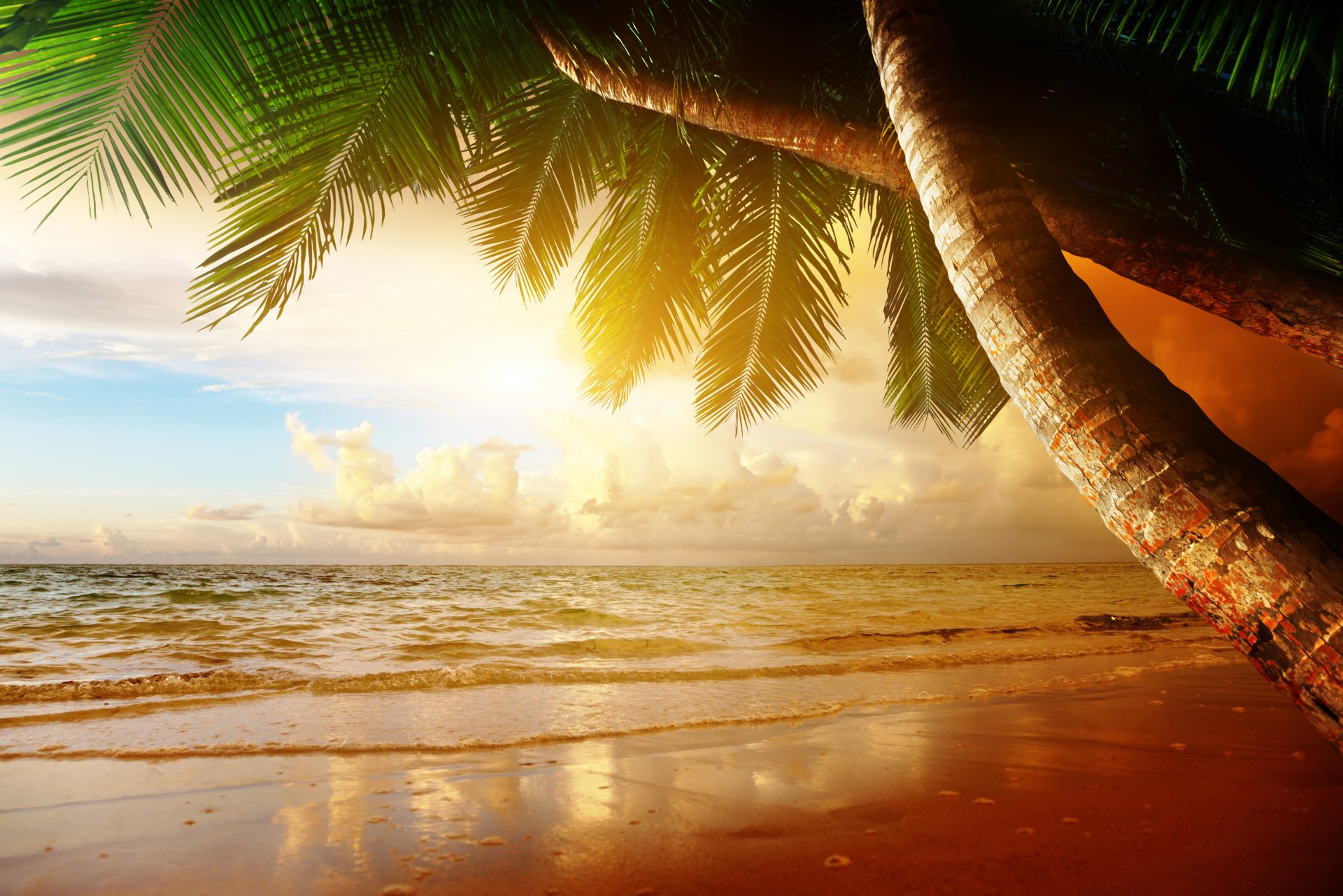 tropical coucher de soleil paradis plage côte mer océan palm été sable tropiques côte palmiers