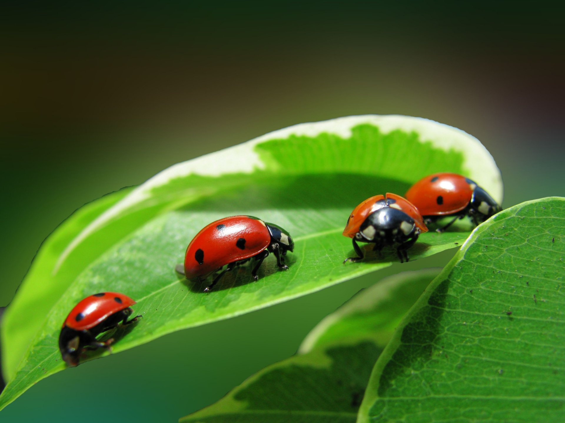 insects ladybug quartet four leaves plant