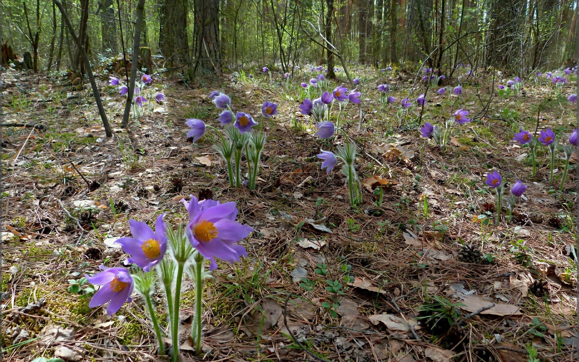 forêt fleurs nature