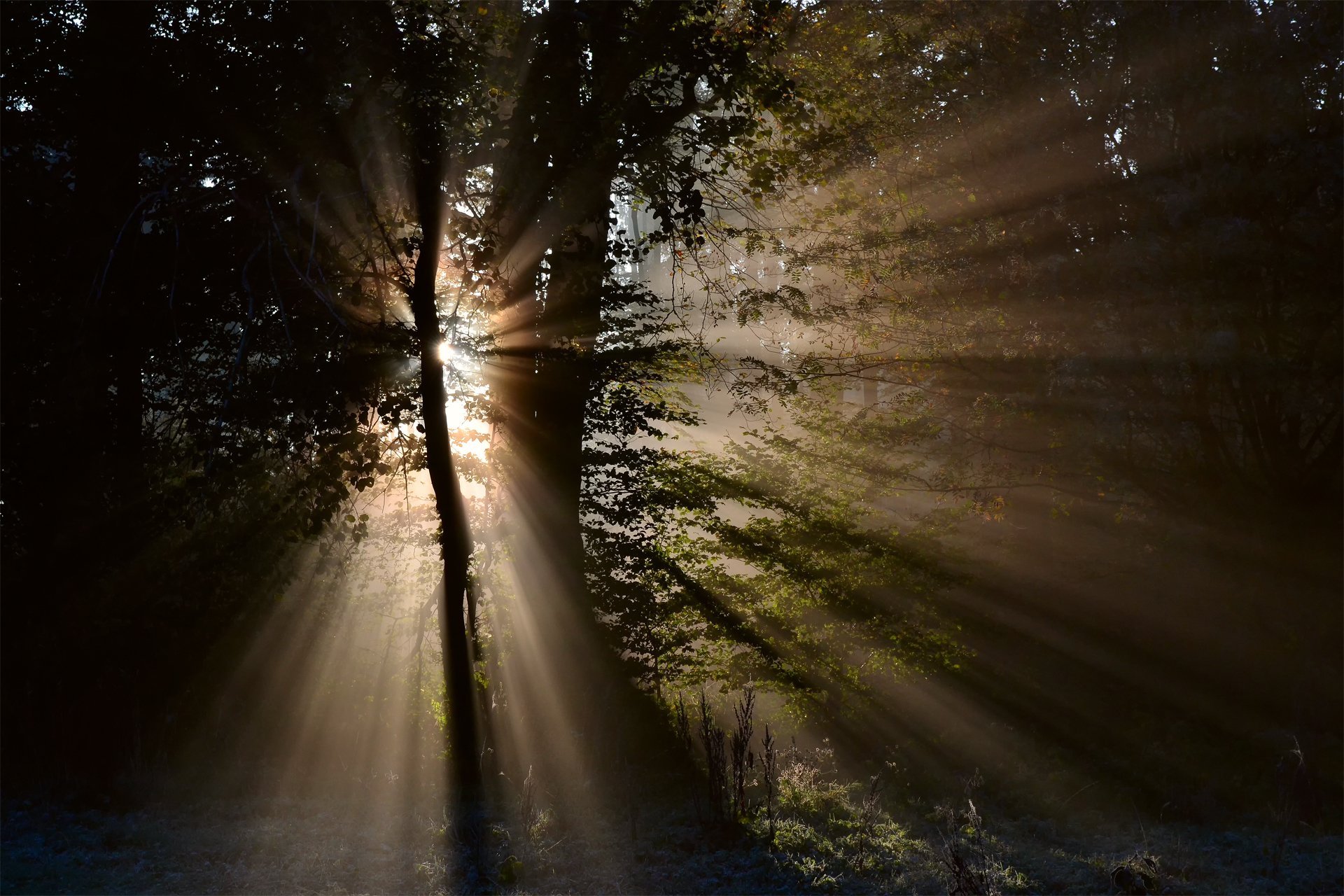 natura foresta alberi raggi luce sole