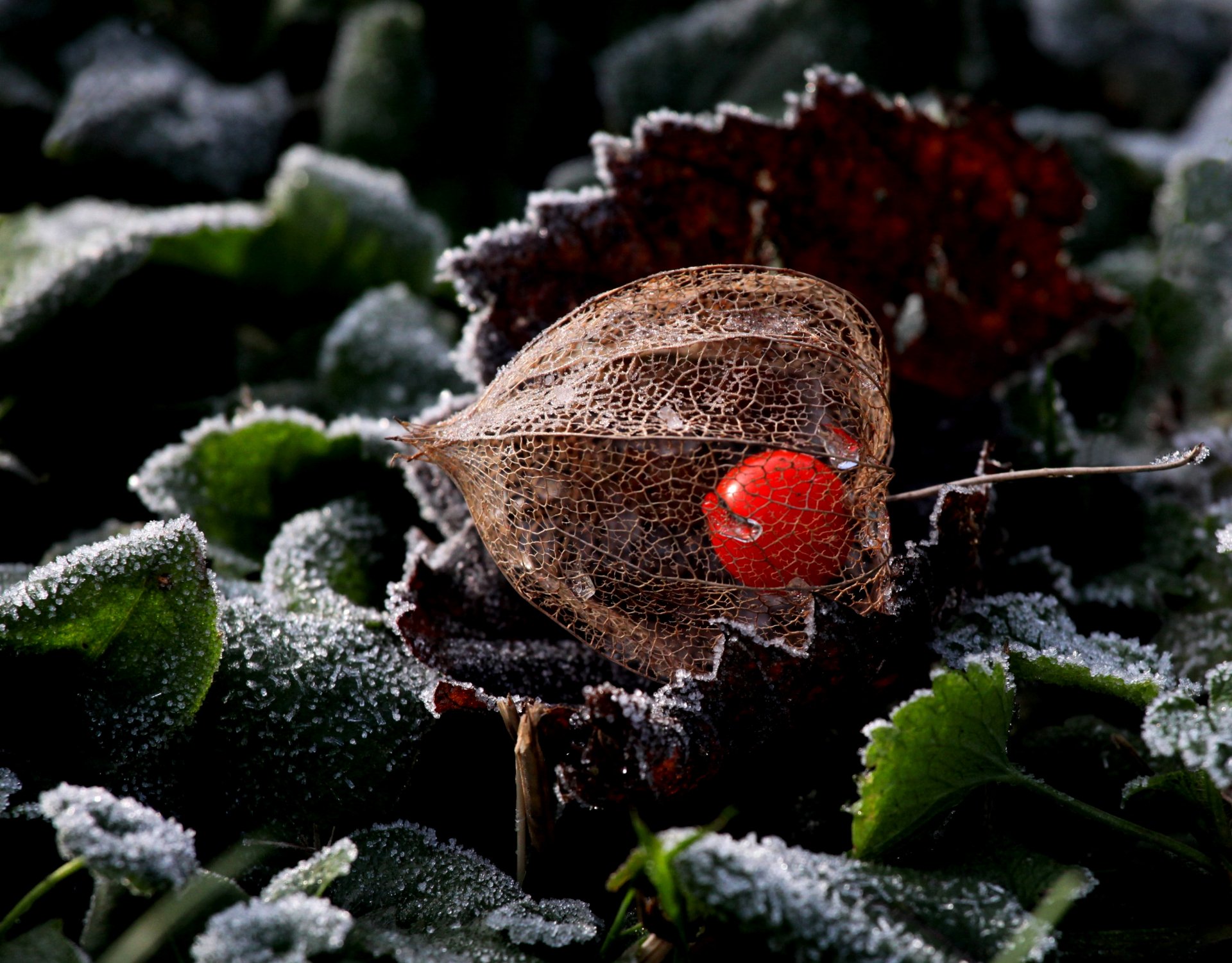 naturaleza planta physalis escarcha escarcha hojas