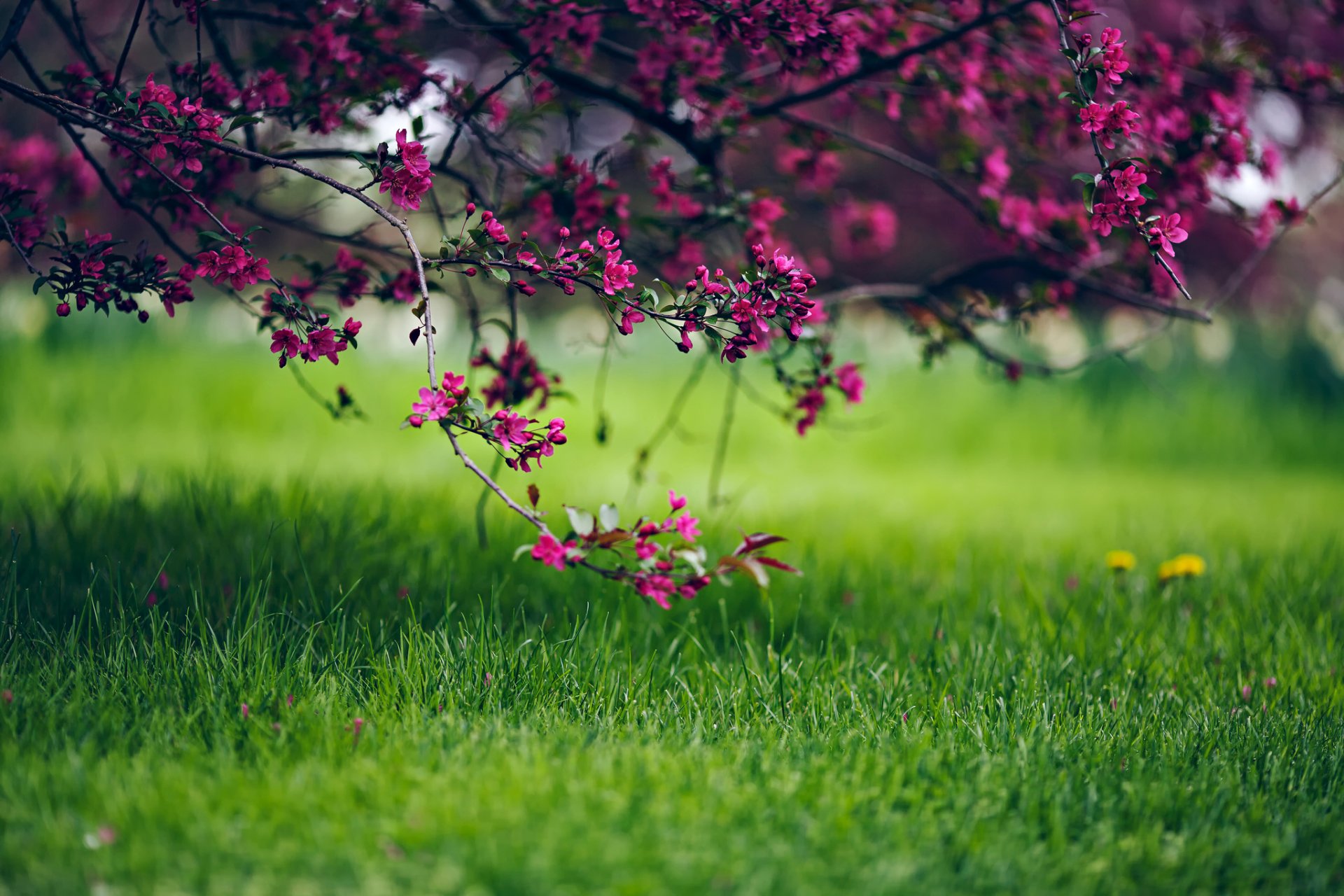 natur blumen frühling gras bokeh baum