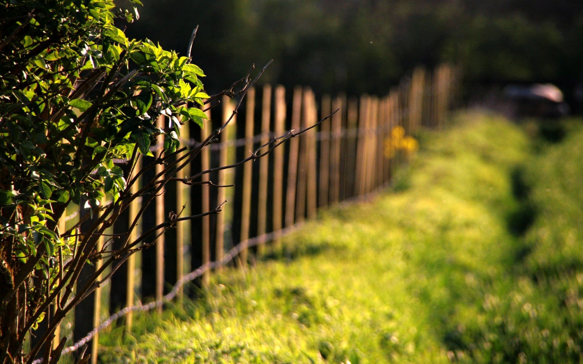 nature macro arbre arbres branches feuilles folioles feuilles herbe verdure prairie clôture clôture clôture soleil jour flou bokeh arrière-plan papier peint grand écran plein écran écran large