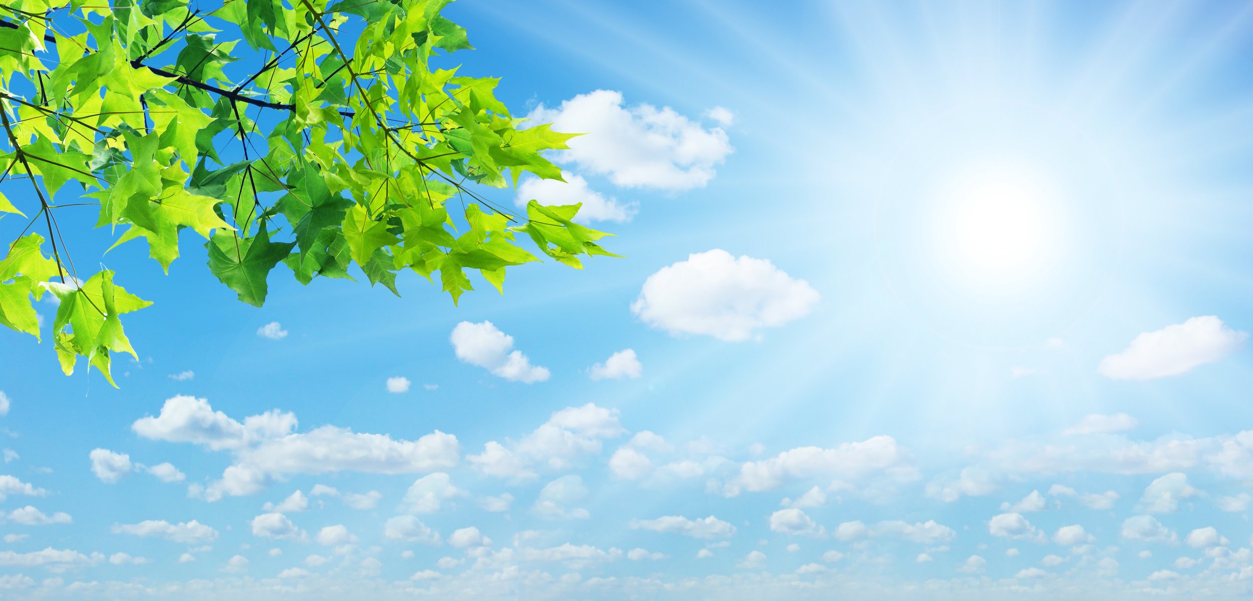 nature ciel nuages été feuilles