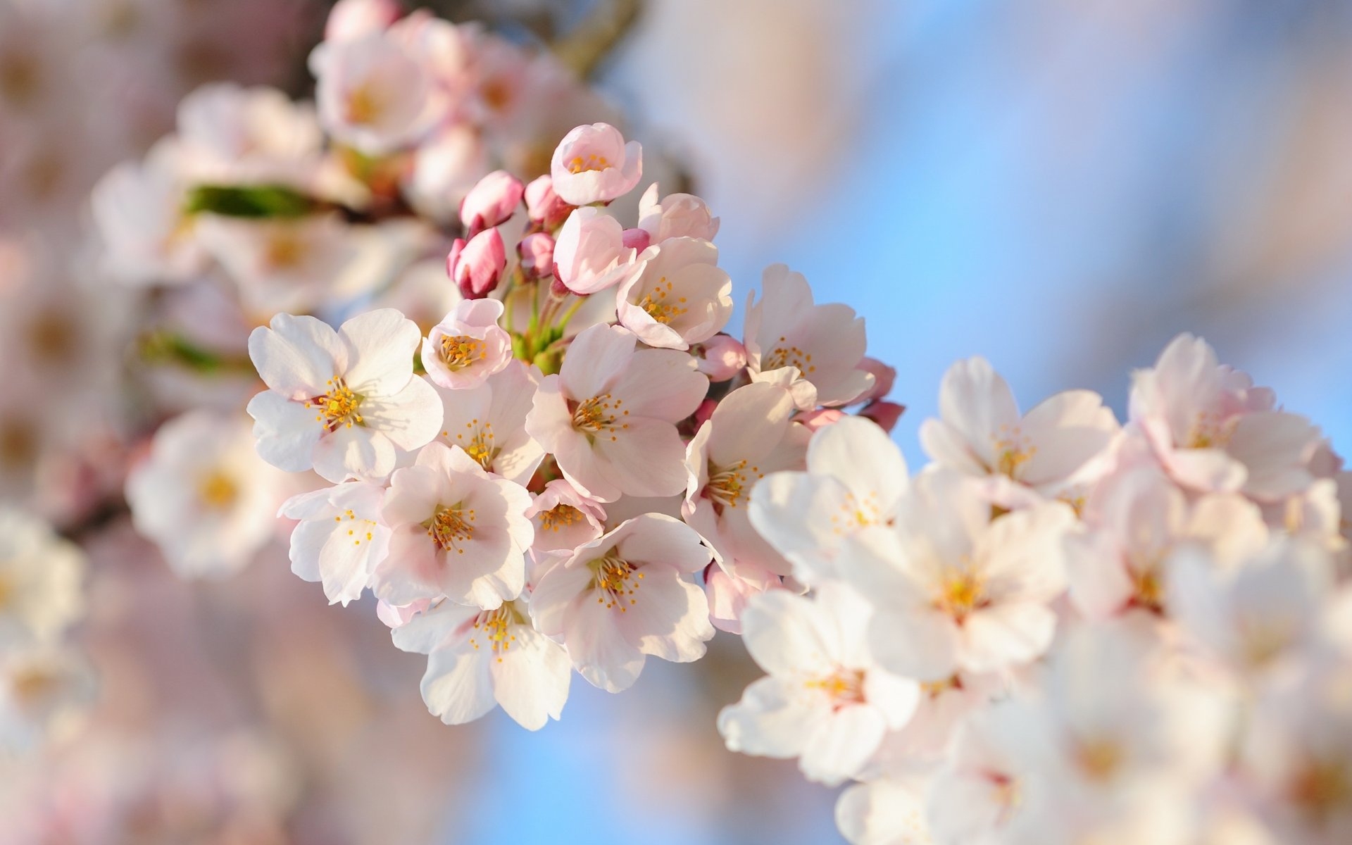 wiśnia sakura kwiaty japonia