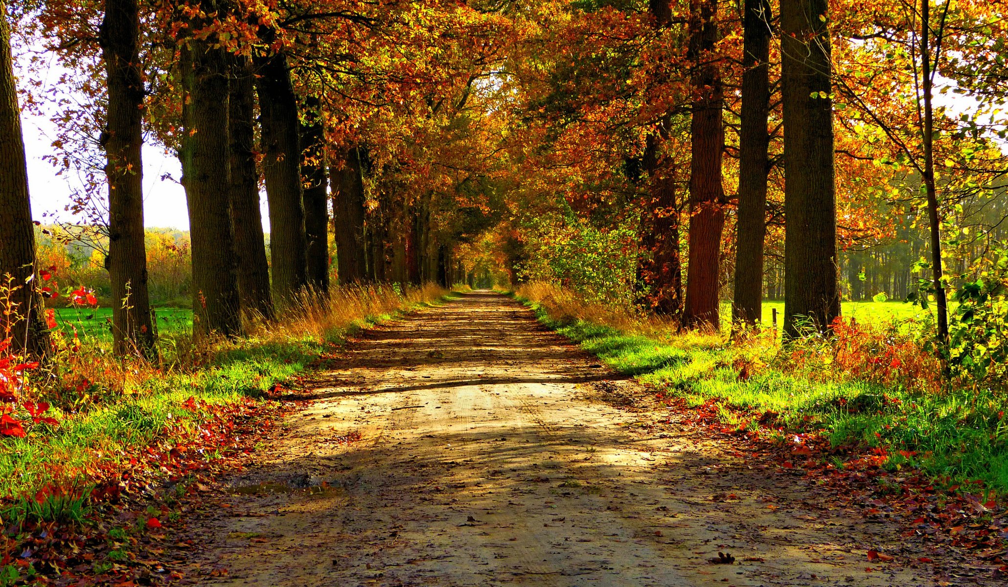 natur wald park bäume blätter bunt straße herbst herbst farben zu fuß