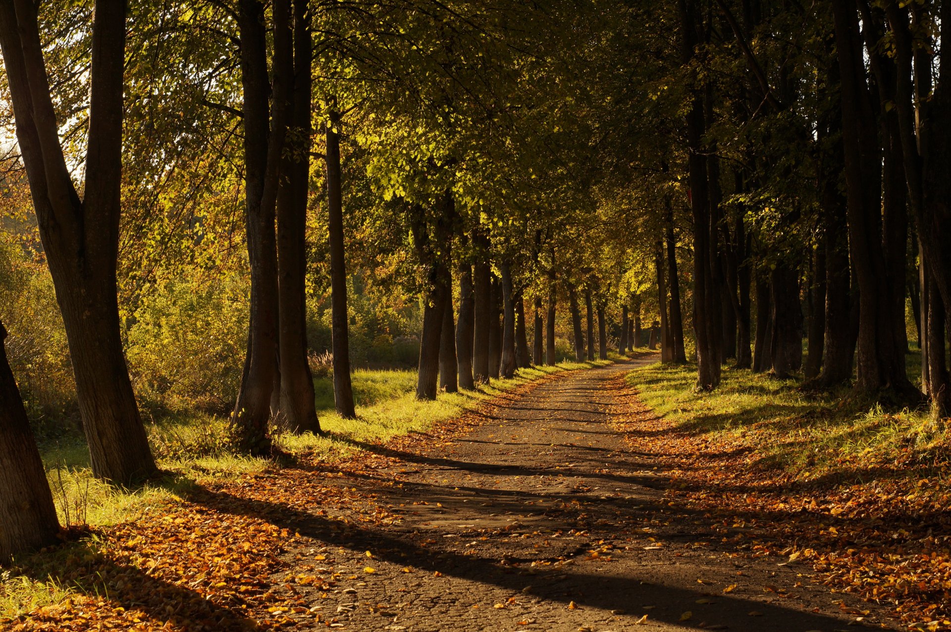 autumn leaves road