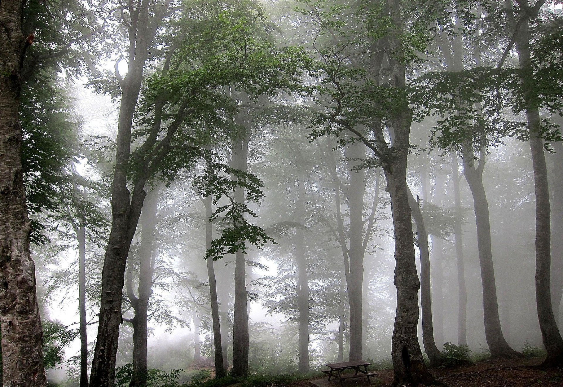 foresta nebbia alberi