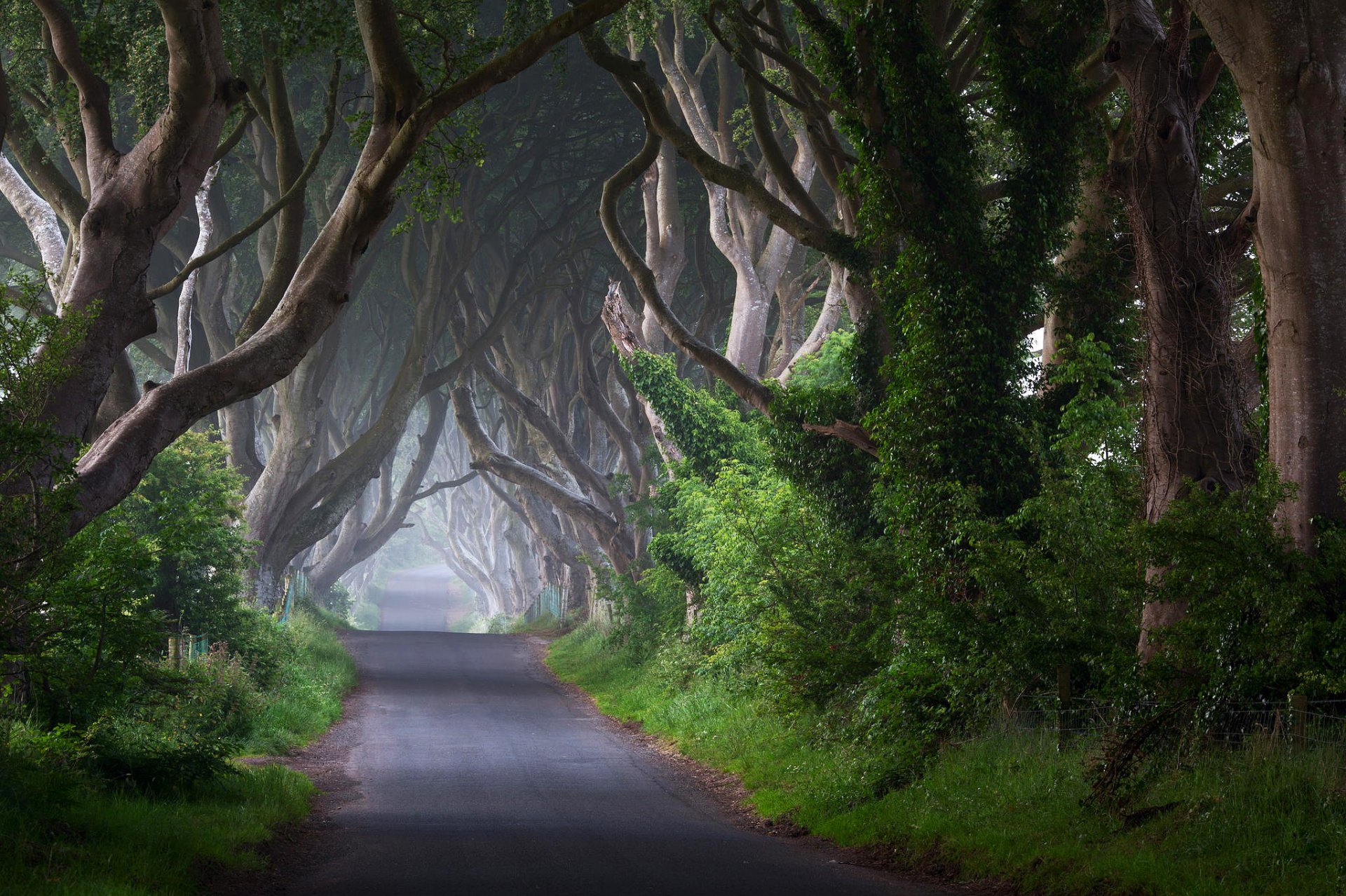 ireland road tree trunks bush fog morning nature