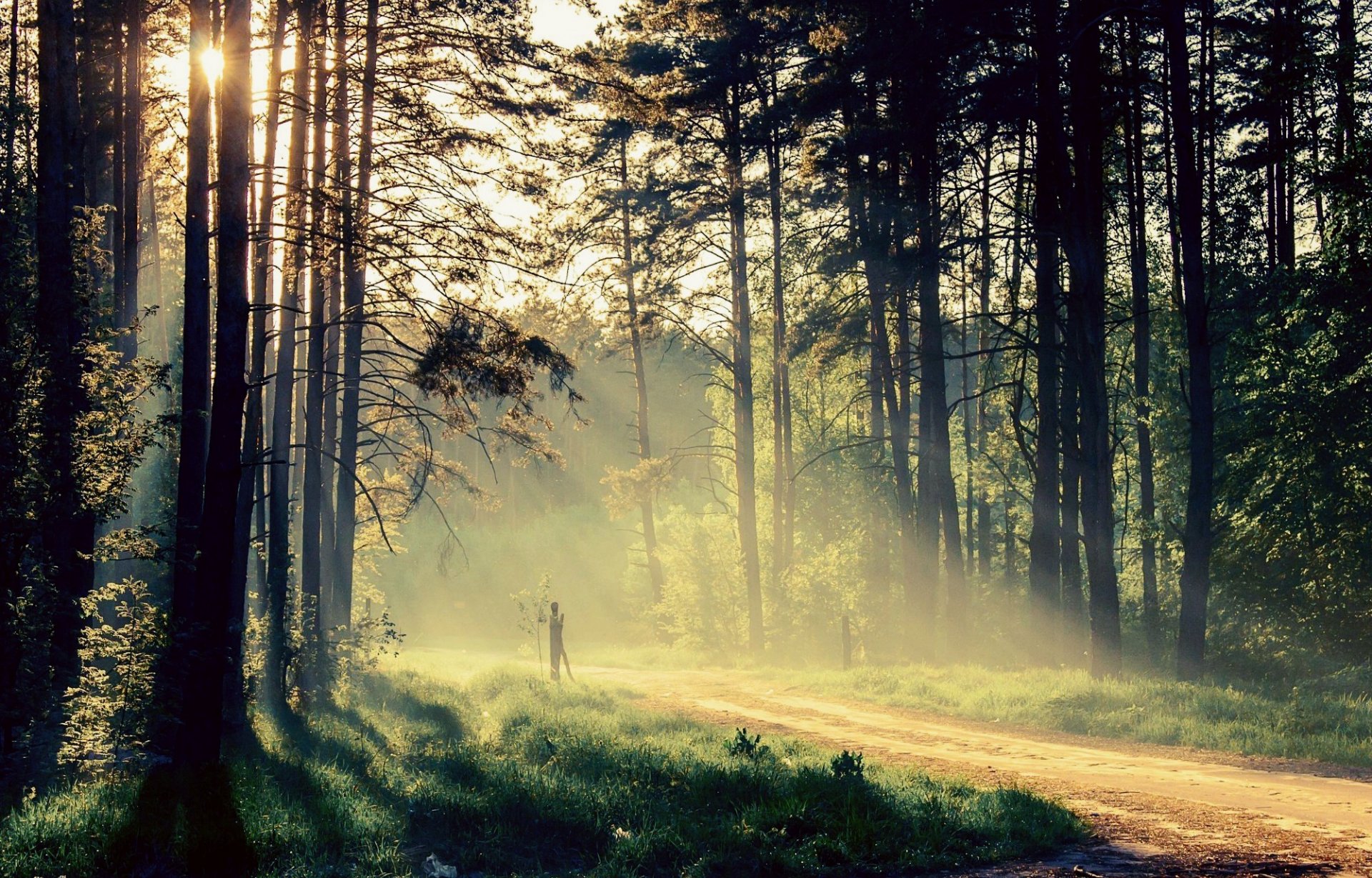 natura krajobraz drzewa drzewo liście listki liść słońce promienie zieleń trawa ścieżka tło tapeta panoramiczny pełny ekran panoramiczny panoramiczny