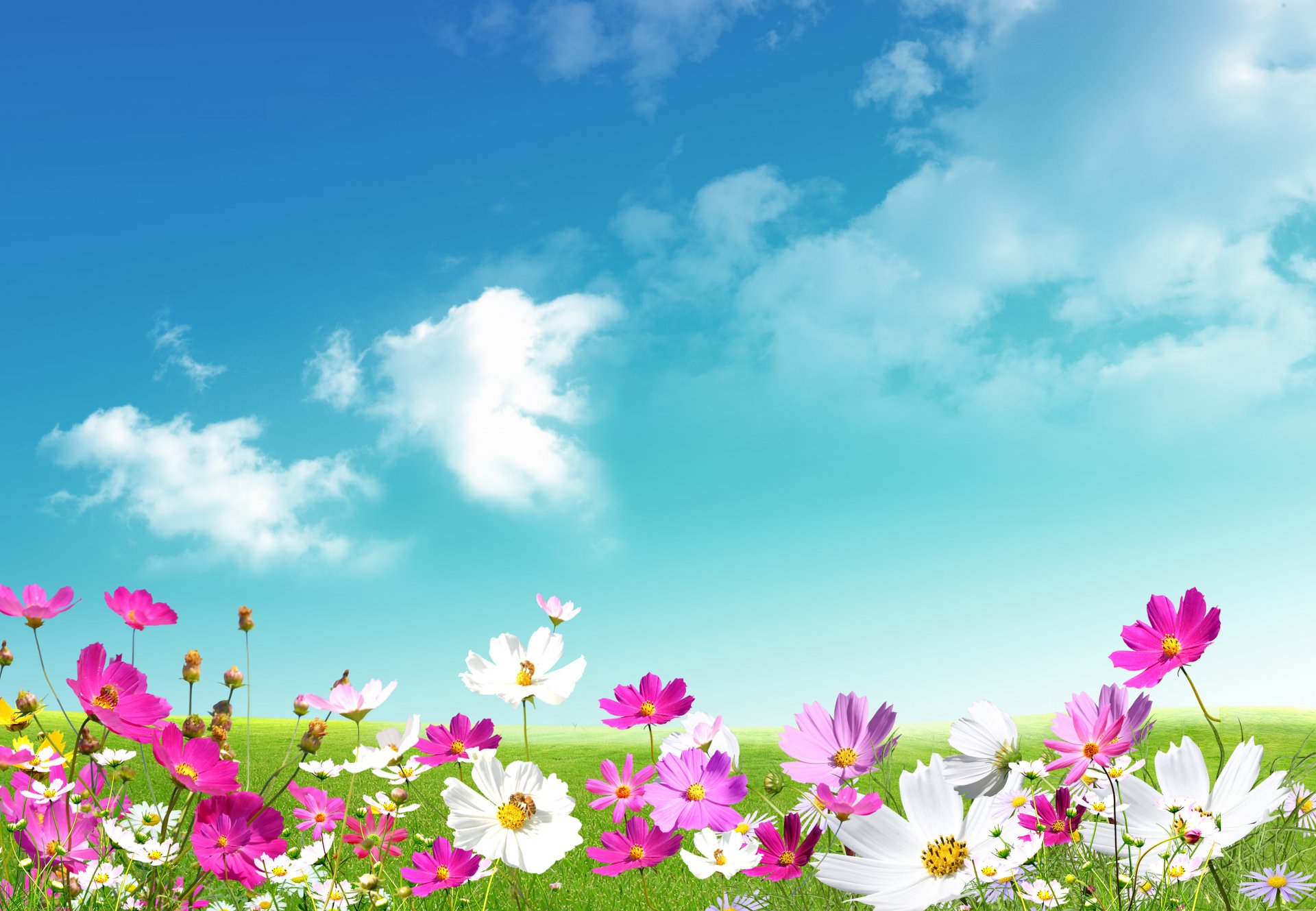 daisies white leaves green flowers pink grass meadow sky clouds spring freshness beauty white pink spring