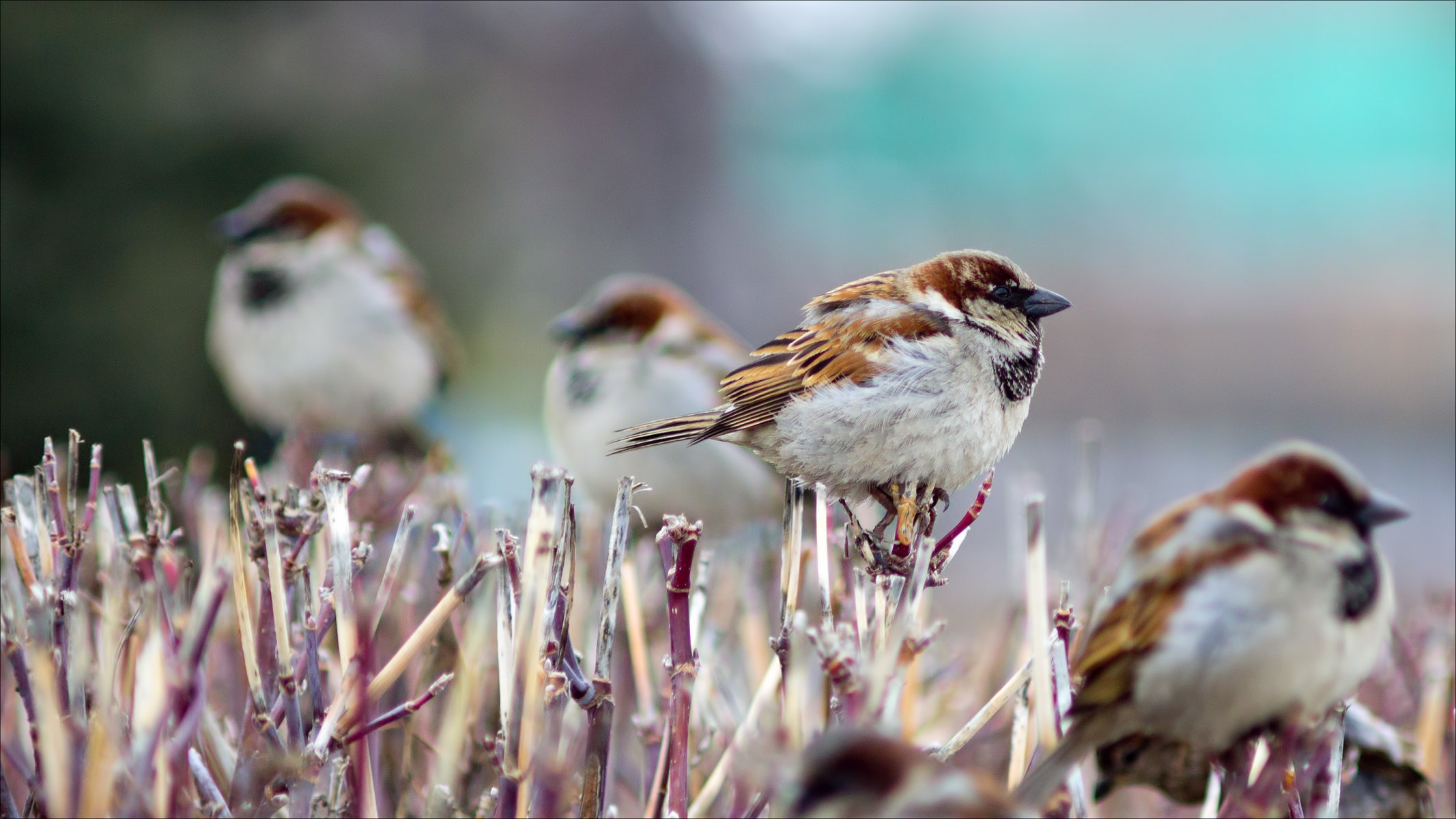 nature oiseaux moineaux