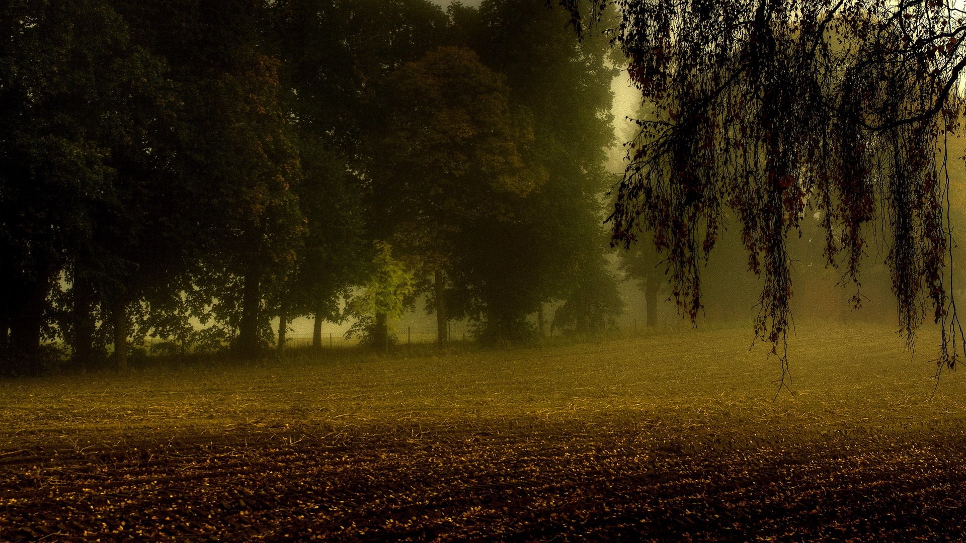 arbres champ labour branches brouillard automne