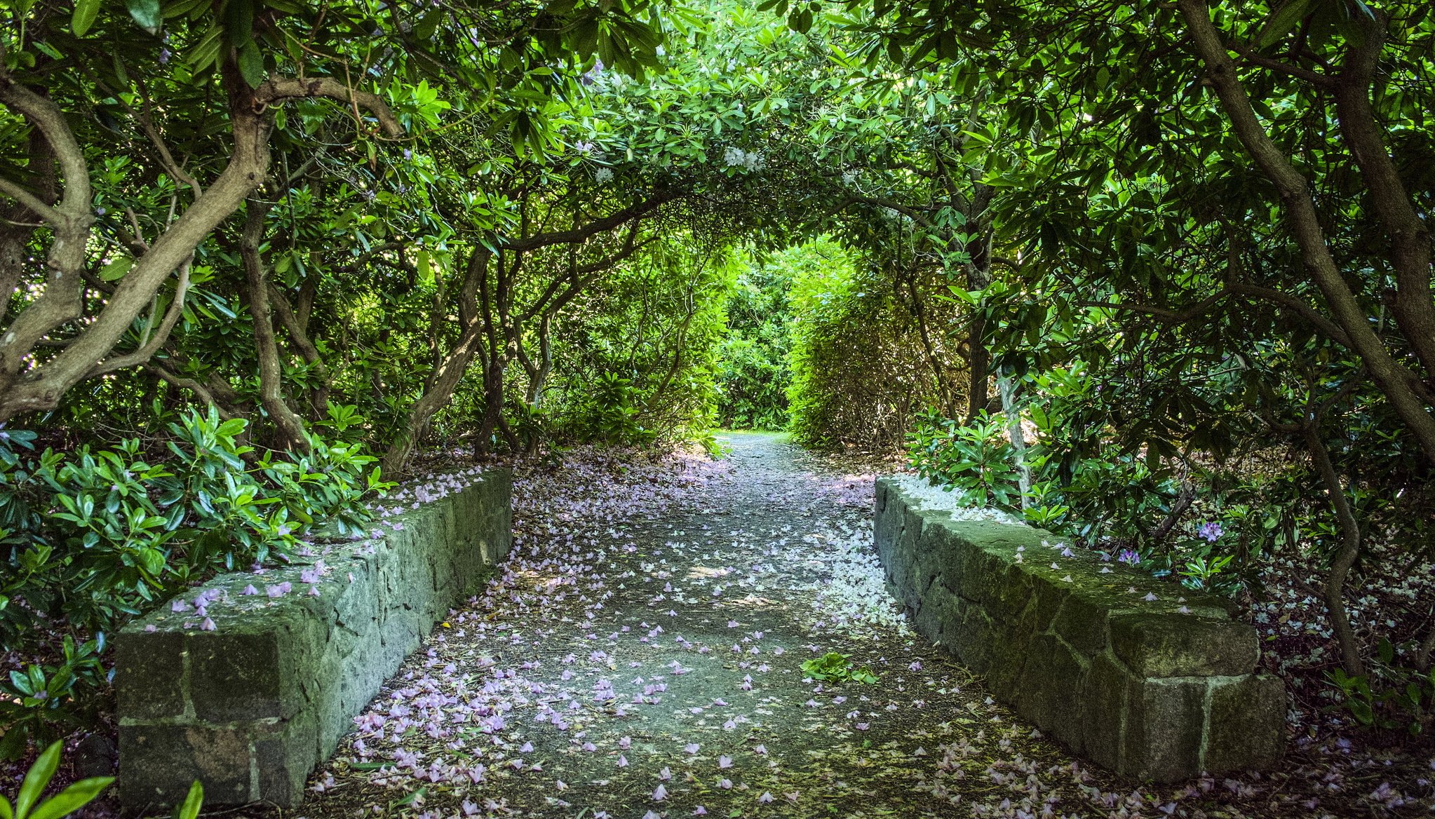 parque vegetación callejón pétalos caídos