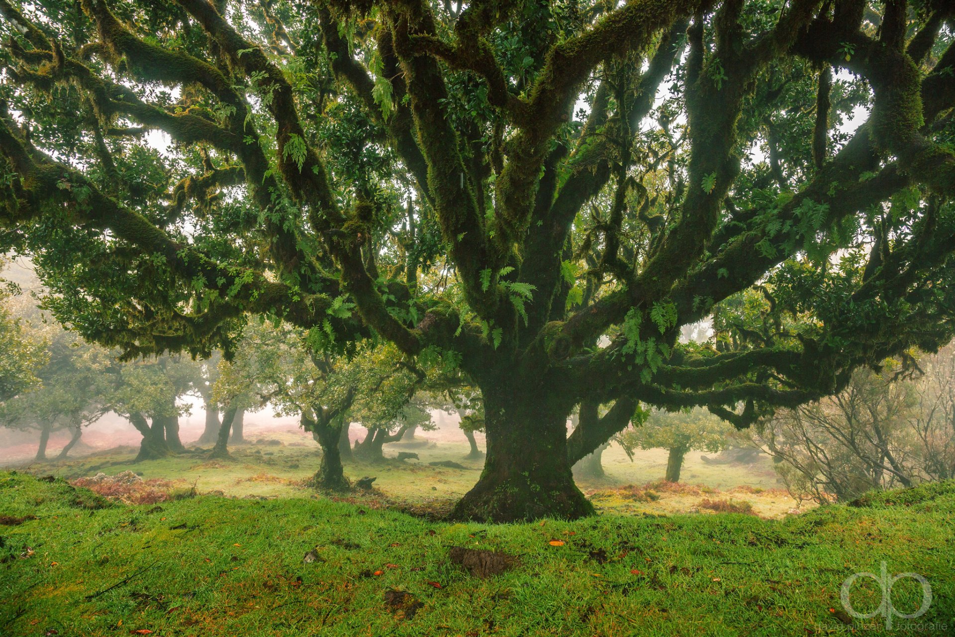 natur baum wald park david pinzer foto