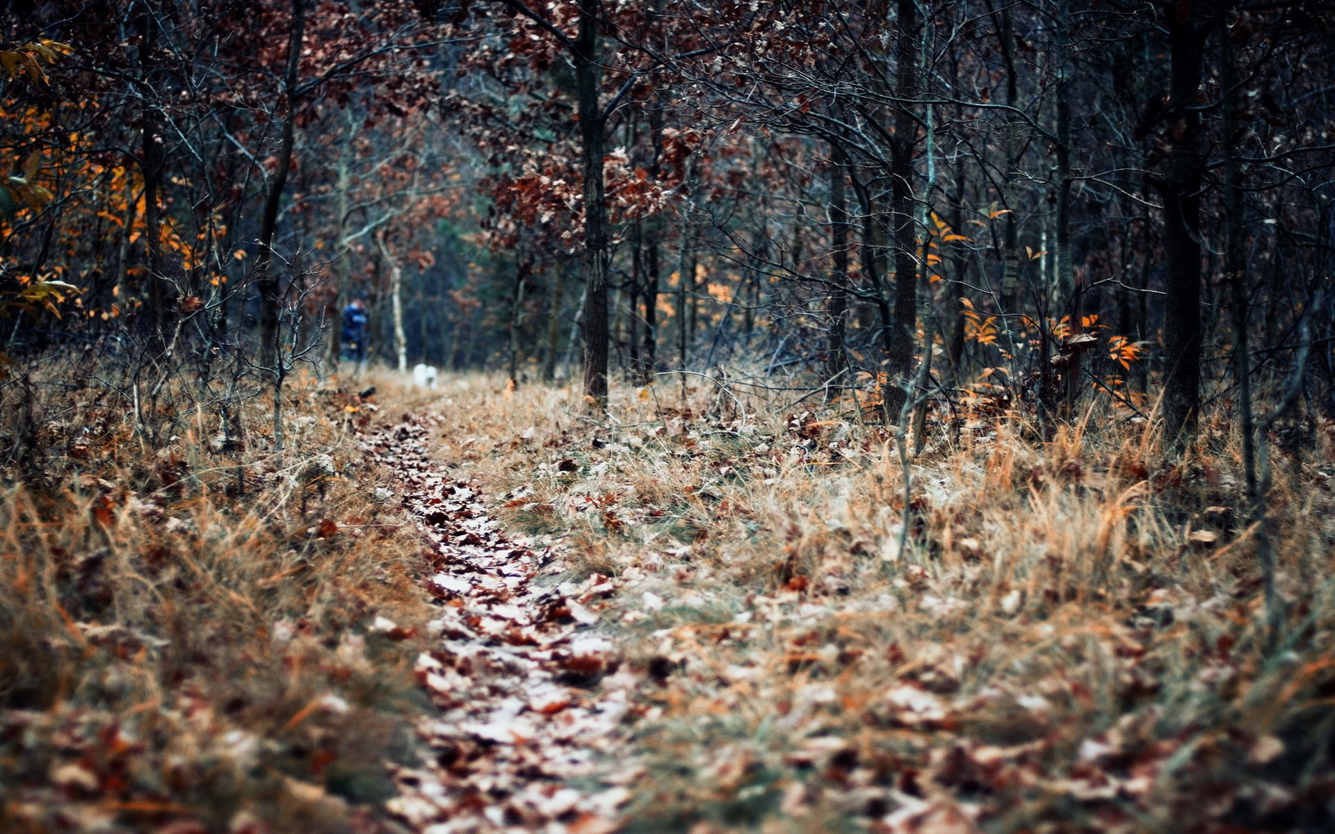 autumn leaves nature