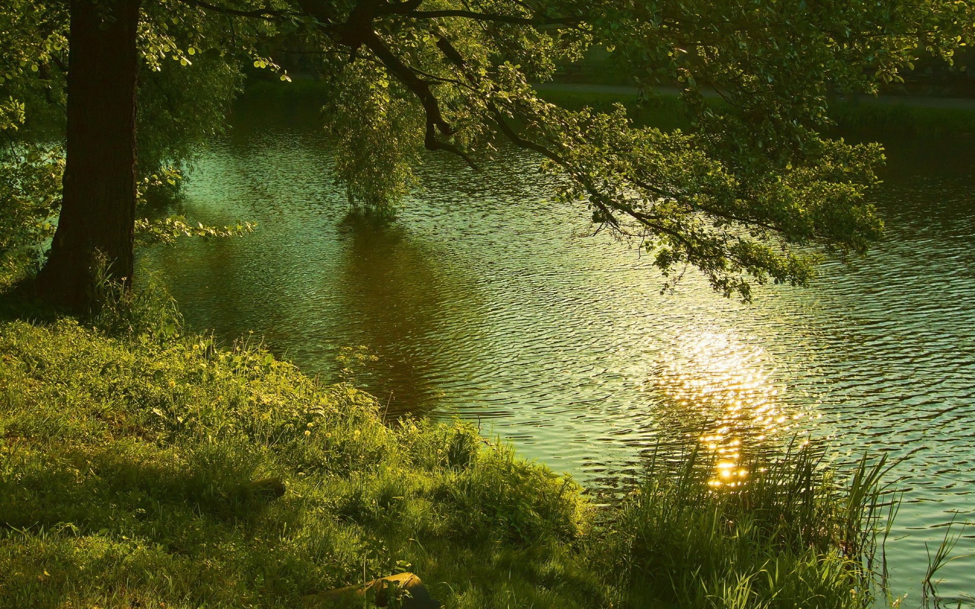 été forêt rivière nature