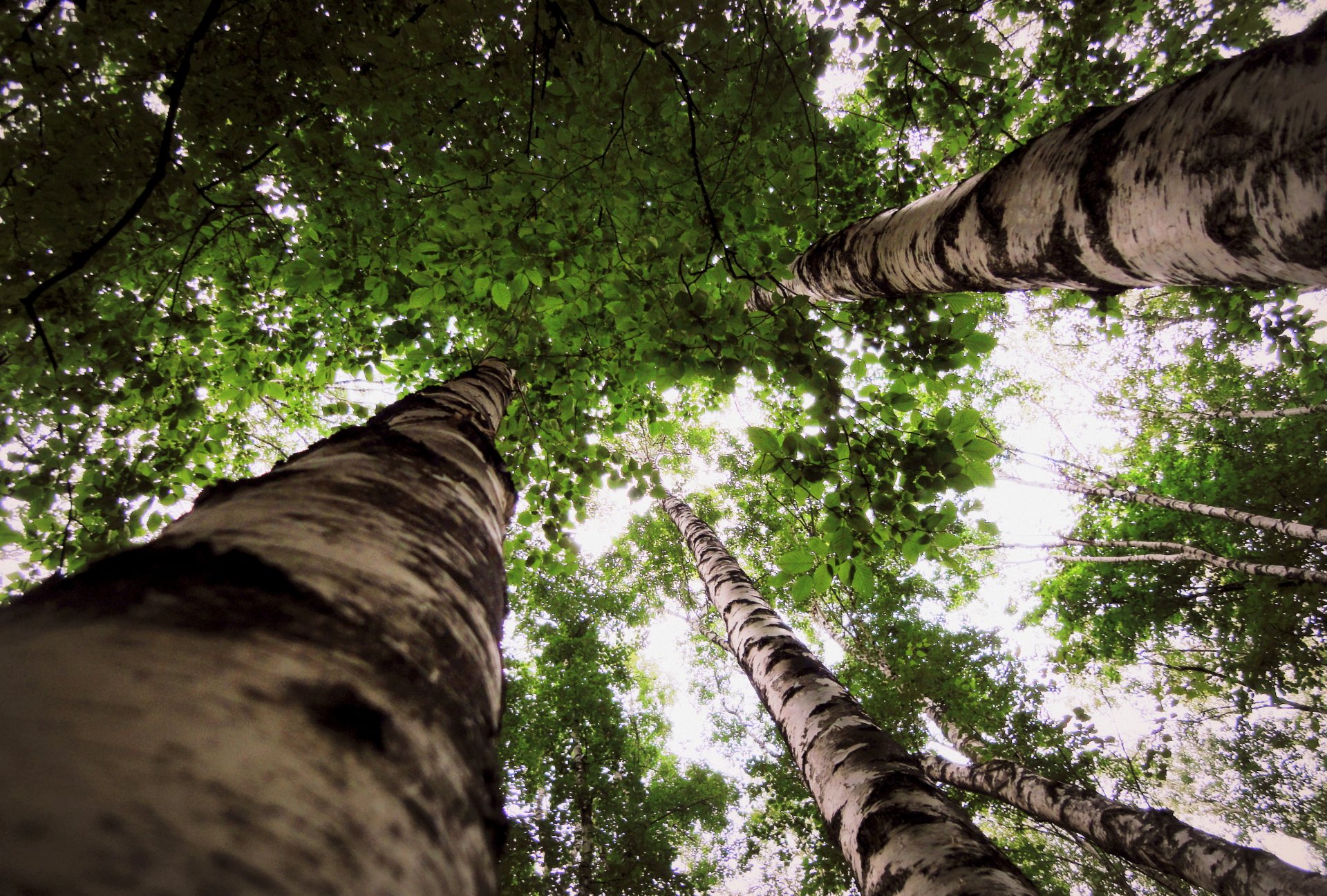 abedules árboles hojas naturaleza