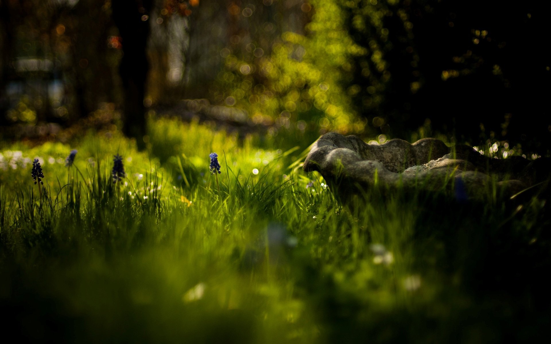 nature macro greenery grass flower flowers flower trees blur bokeh day sun background wallpaper widescreen fullscreen widescreen widescreen