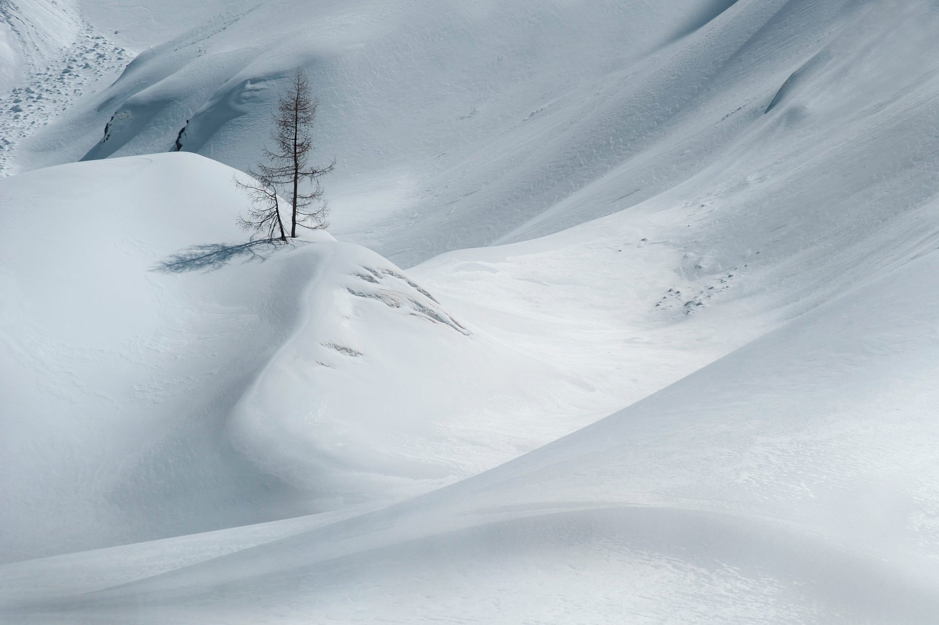 neige hiver arbre