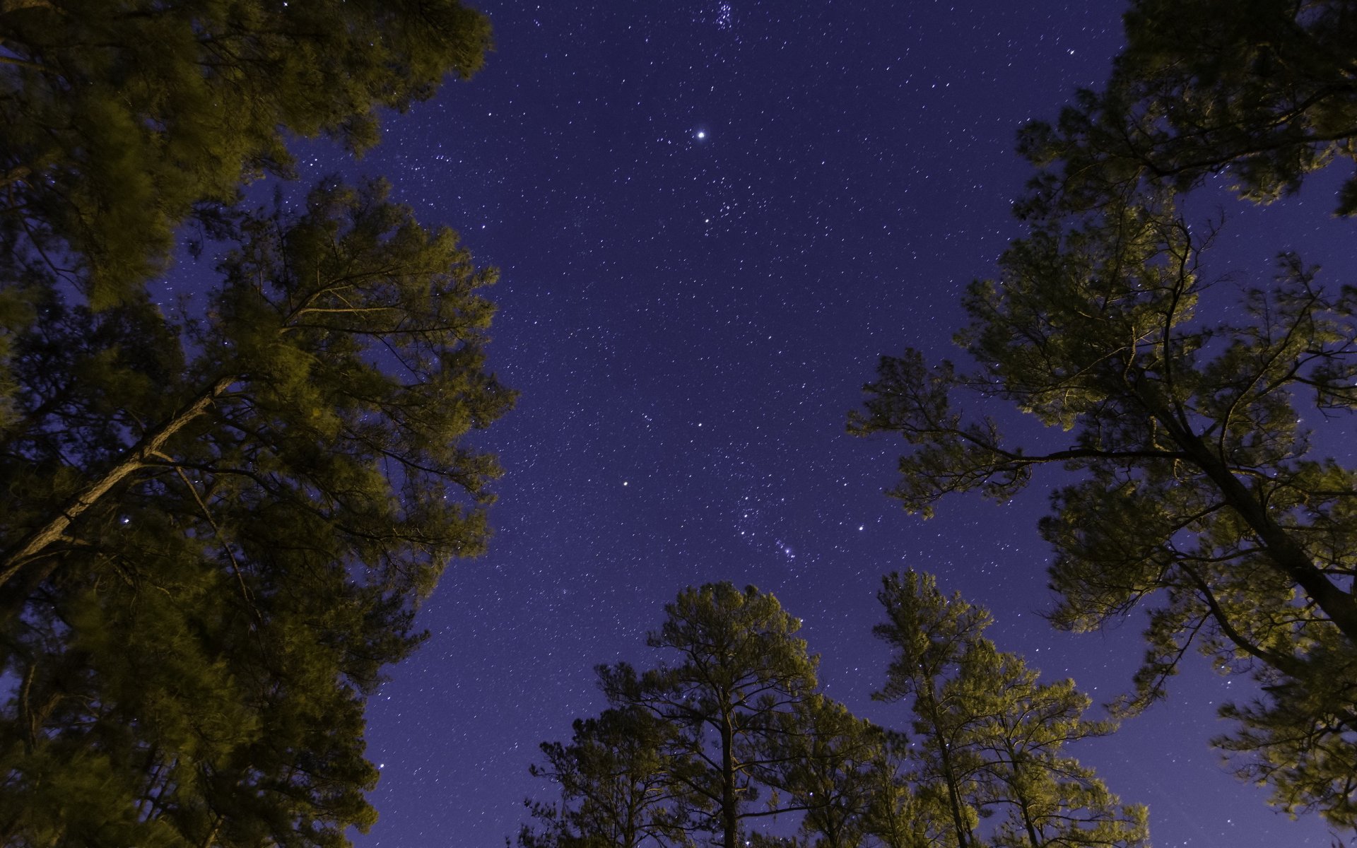 nacht bäume himmel sterne