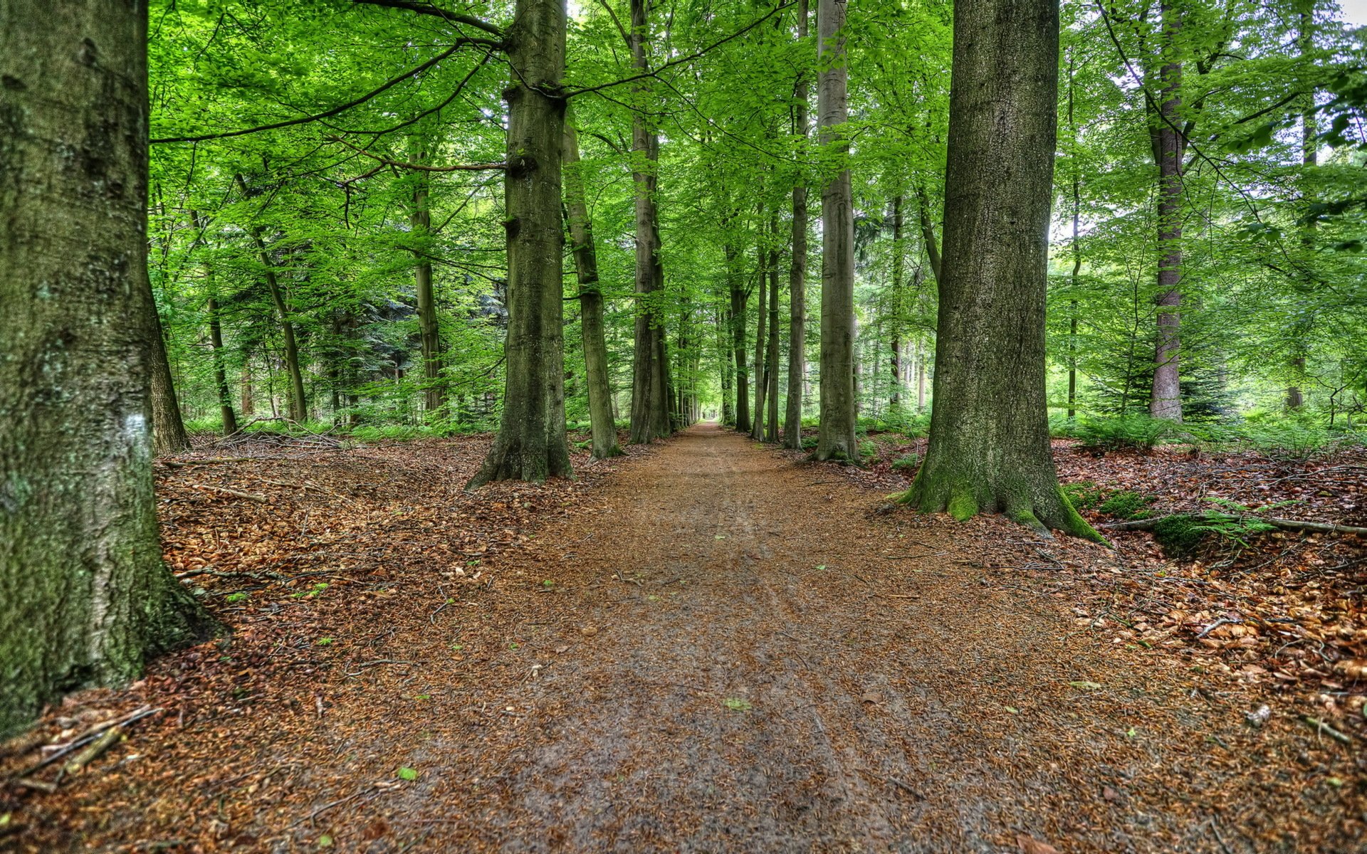 foresta strada estate natura paesaggio