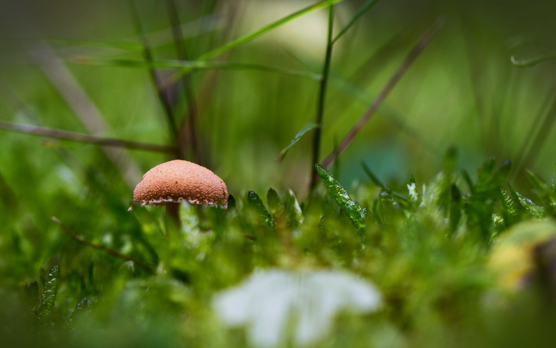 champignon nature fond