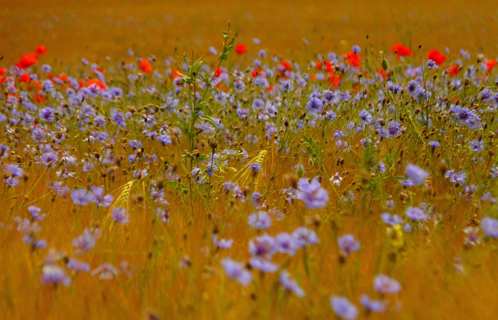 the field grass ears flower cornflowers poppie