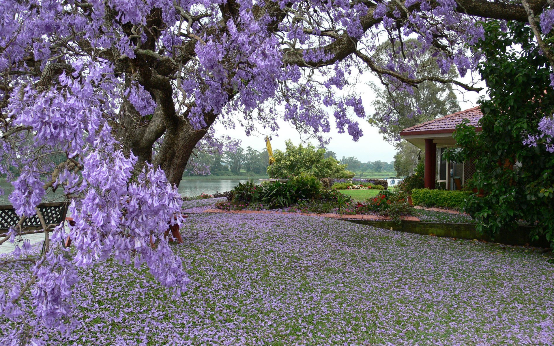 primavera albero stagno casa natura foto