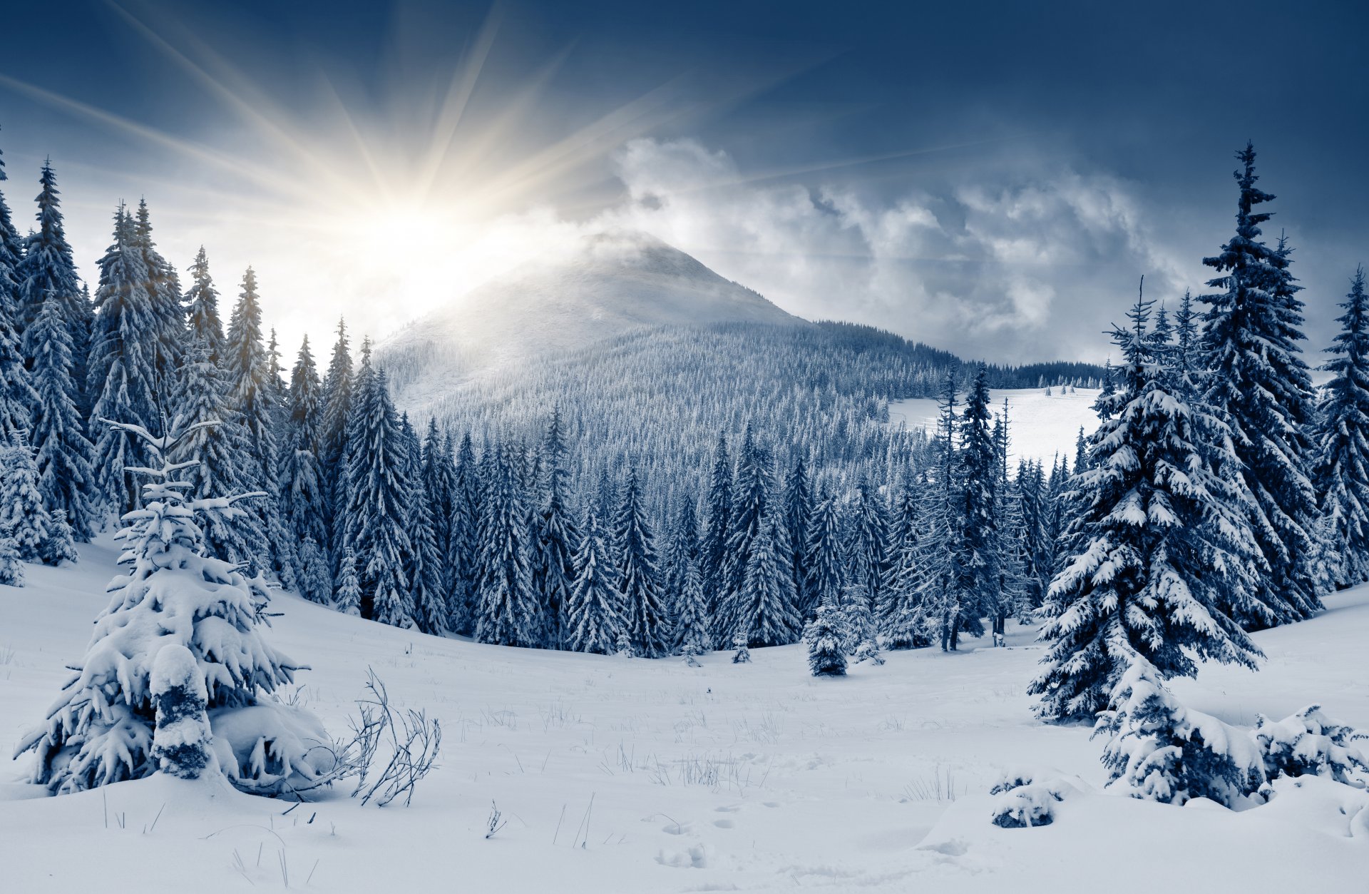 hiver forêt colline neige soleil