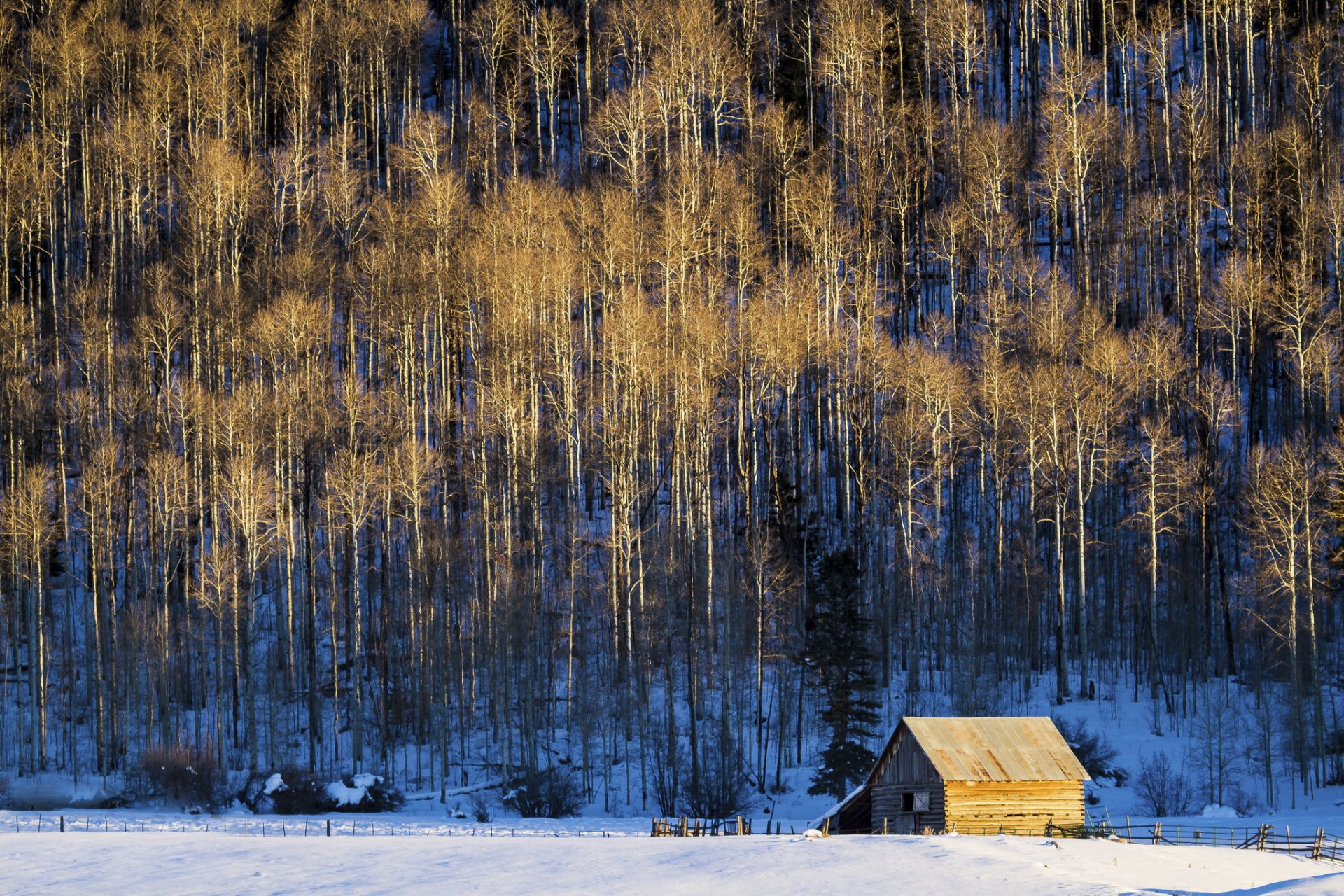 arbres neige grange