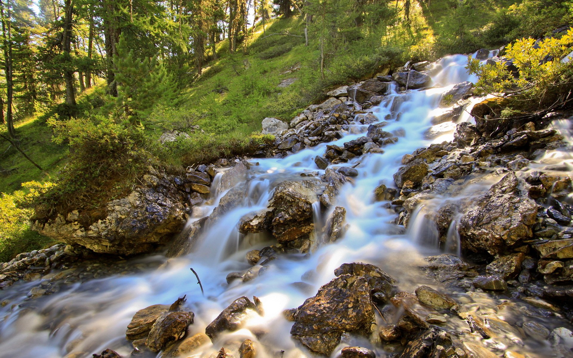 river forest summer nature