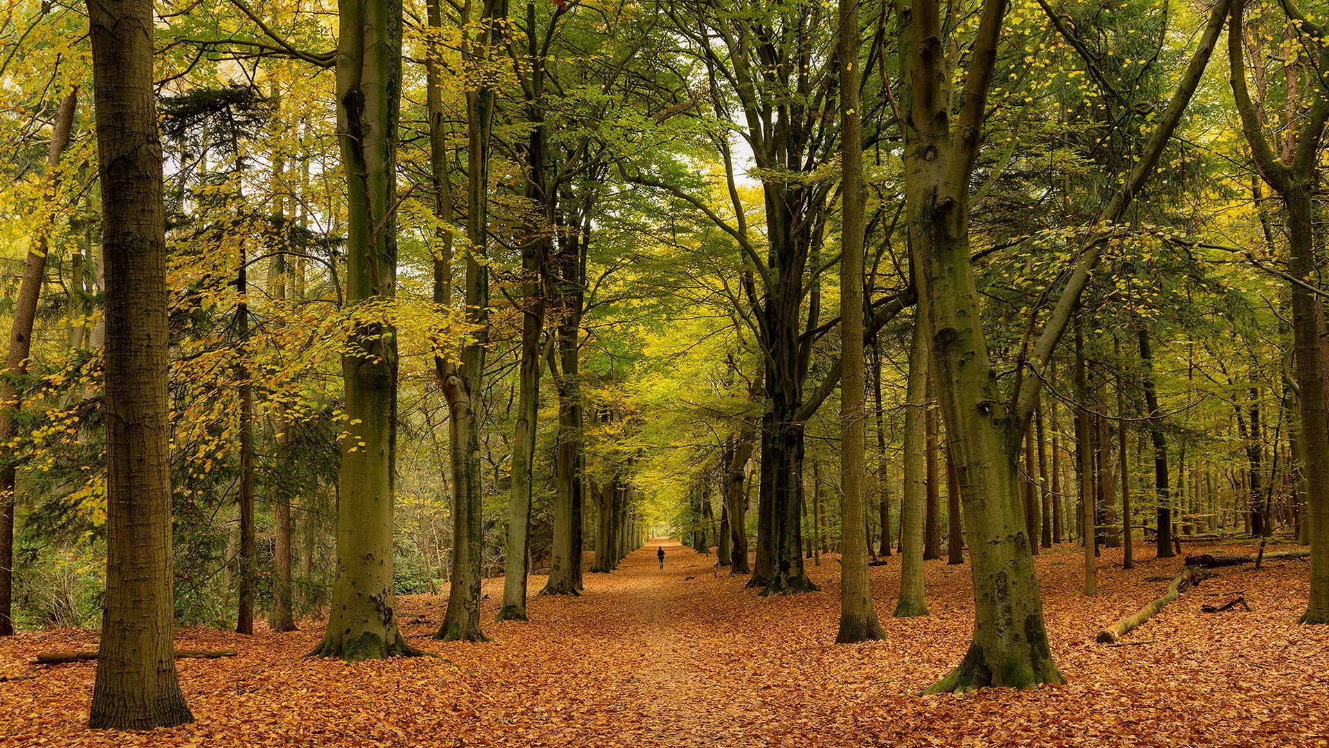 park nature autumn