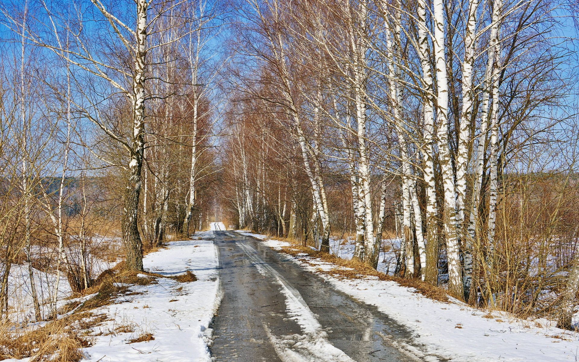 primavera strada natura