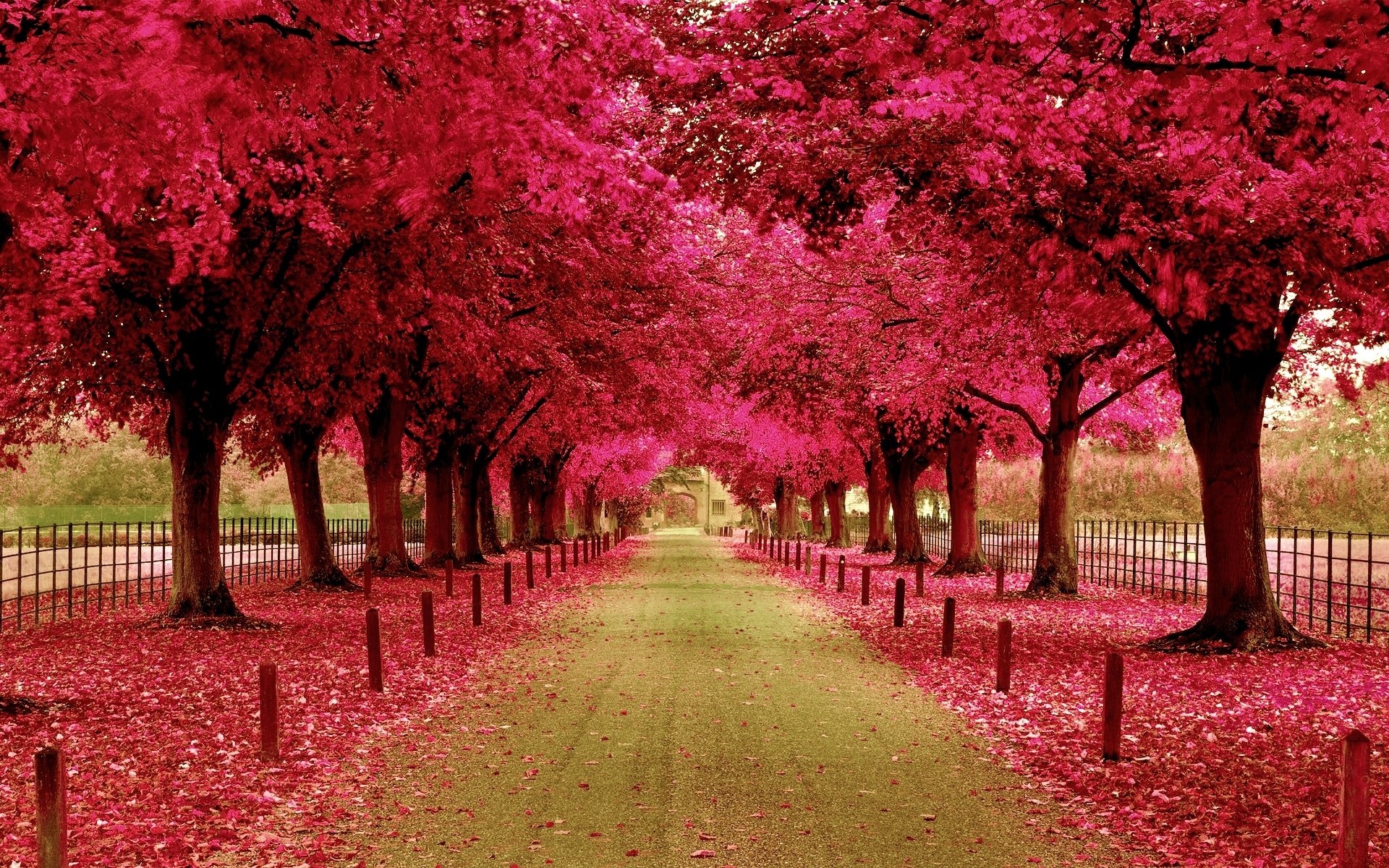 tree foliage alley fence bars building