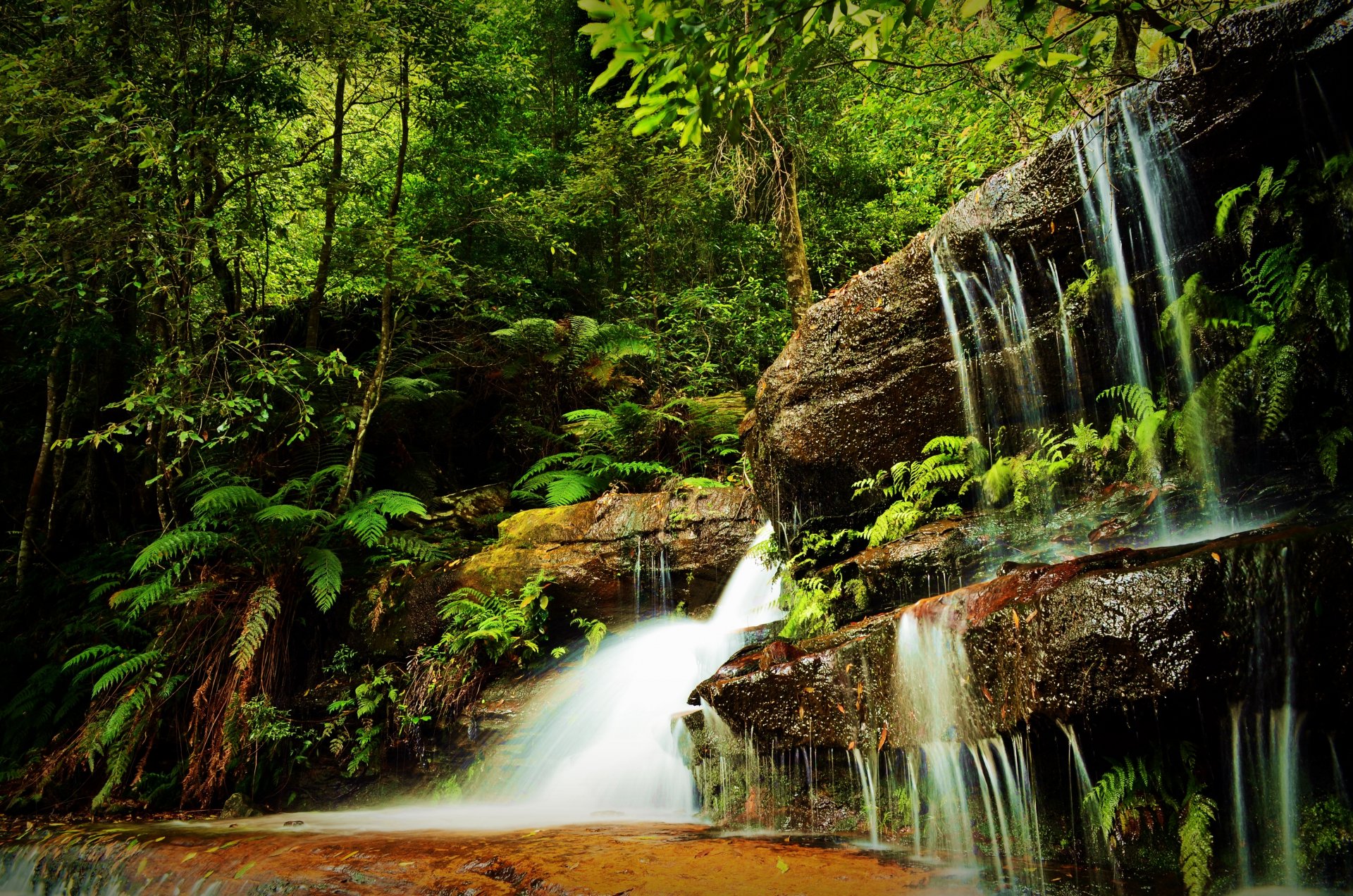 forest tree grass green rock waterfall