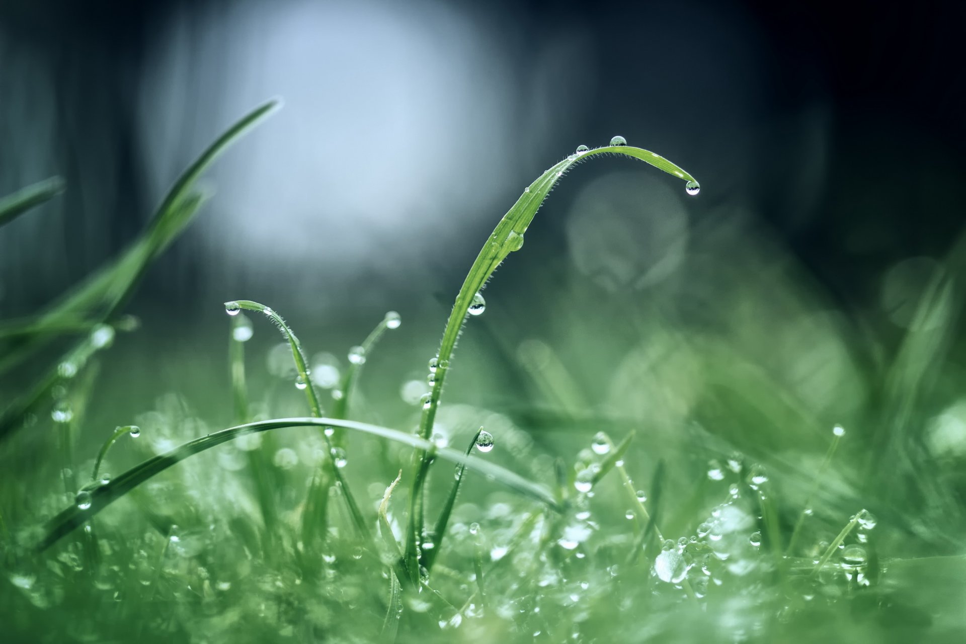 gras grüns tropfen tau blendung morgen nach dem regen