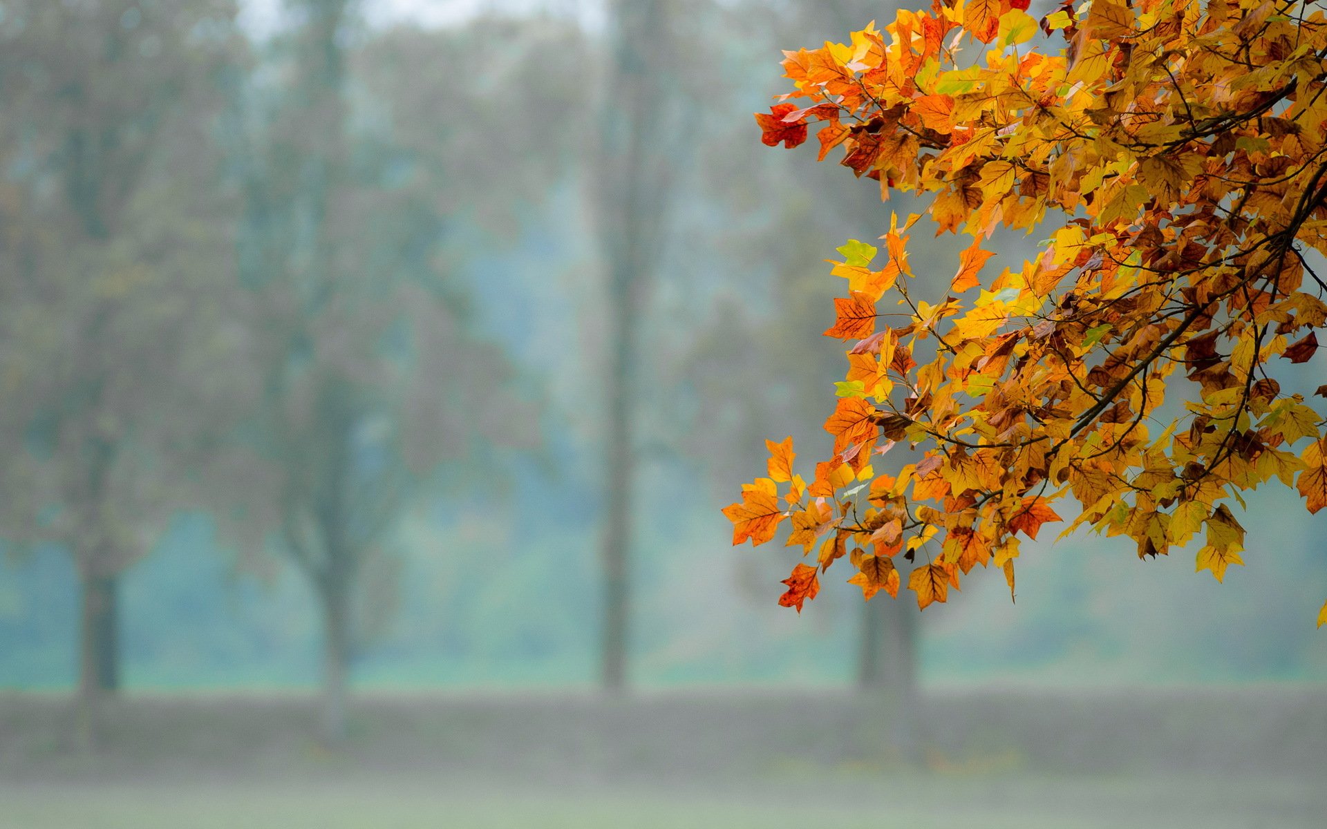 automne feuilles nature